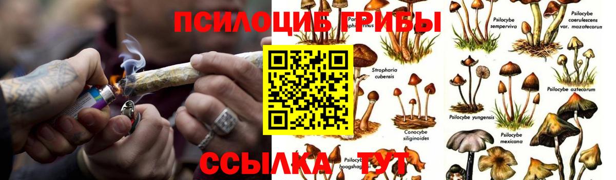 Лыткарино  Галлюциногенные грибы Psilocybe  Вход с VPN 
